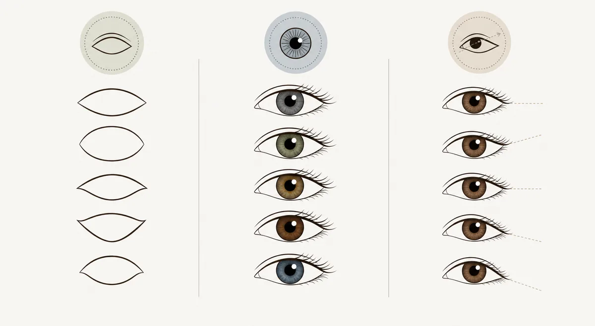 Editorial eye diagram separating outline, iris color, and corner angle